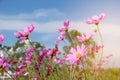 TheÃ¢â¬â¹ Cosmos Flower field with blue sky,Cosmos Flower field blooming spring flowers season Royalty Free Stock Photo